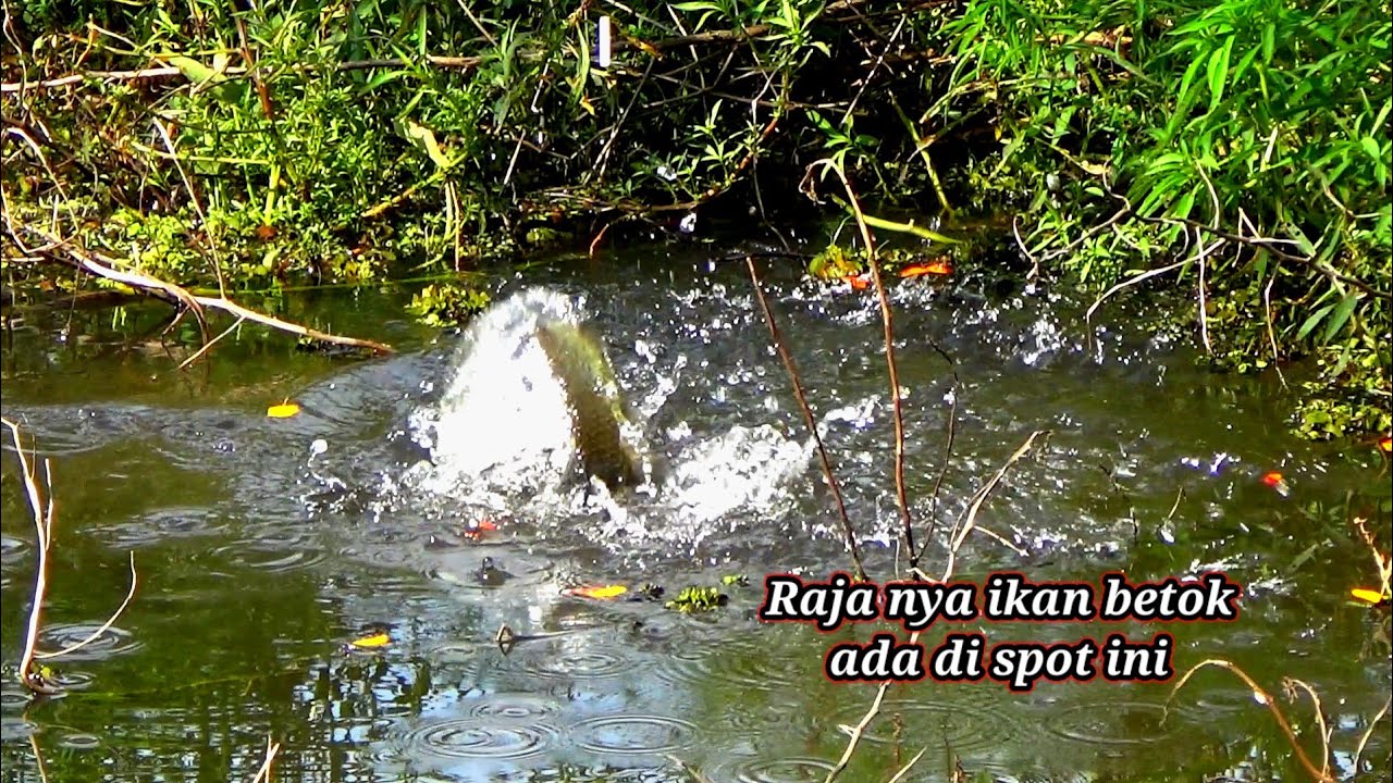 Temukan spot gacor...! Niat mancing ikan sepat siam dapat raja nya ikan betok