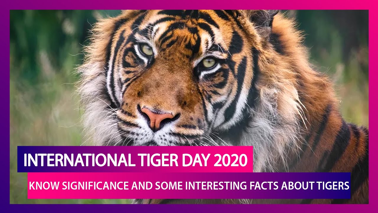 International Tiger Day 2020: Know Significance And Some Interesting Facts About Tigers
