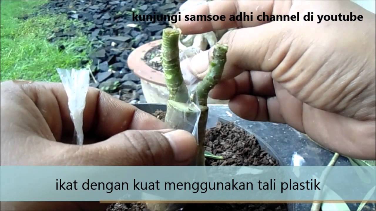 cara grafting adenium