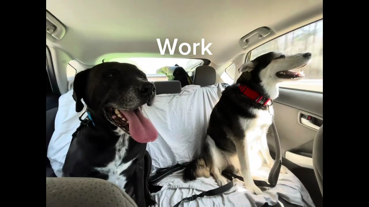 The Joy of Happy Dogs