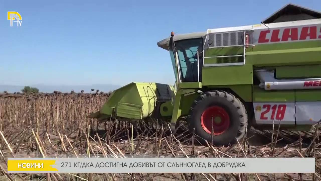 271 КГ/ДКА ДОСТИГНА ДОБИВЪТ ОТ СЛЪНЧОГЛЕД В ДОБРУДЖА