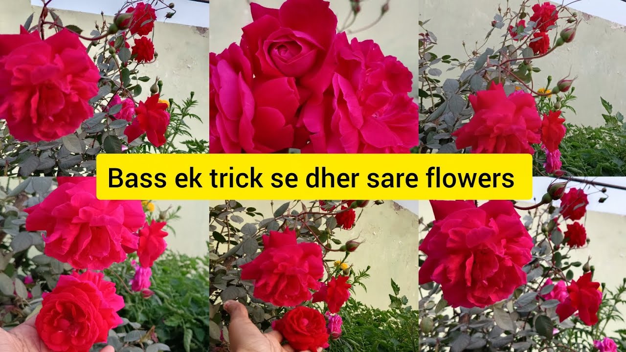बस एक ट्रिक से ढेर सारे रोज प्लांट 🥀Bass ek trick se dher sare flowers 