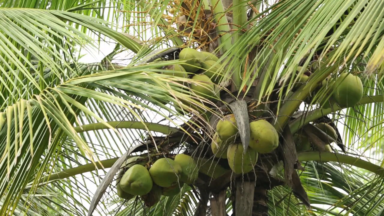 Living with nature @Jain Farms and resorts