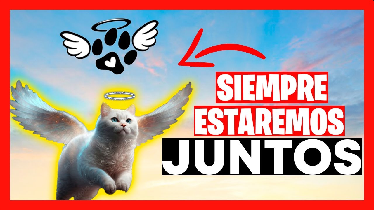 😪💞😍EUTANASIA EN ANIMALES-todo lo que debes saber