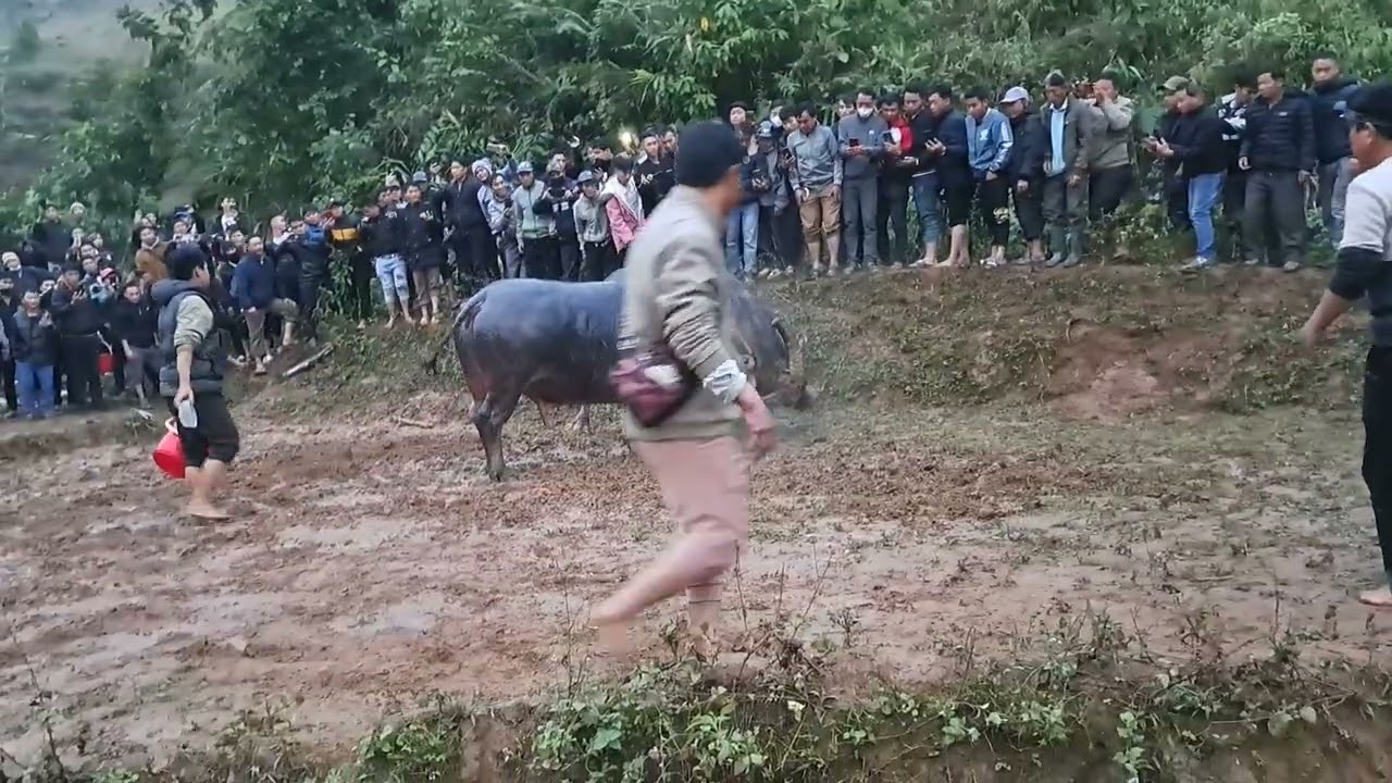 chọi trâu siêu kinh điển móc mắt Điện Biên gặp sân nhà lì đòn Mường Nhé ngày 16/03/2023