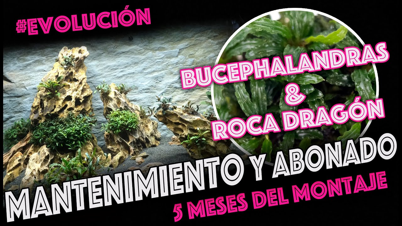 Acuario 🐟 Bucephalandras 🌿 y Roca Dragón 🎥  - EVOLUCIÓN - MANTENIMIENTO - ABONADO 😉👍