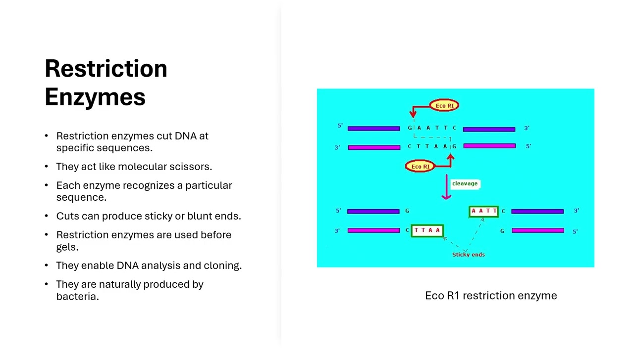 Biotechnology Explained: PCR, Gel Electrophoresis & CRISPR | AP Biology & IB Biology