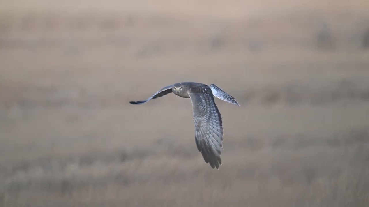 Grey Ghost hunting the marsh