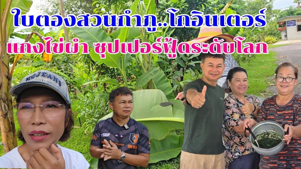 สวนกำภูโกอินเตอร์ ใบตองส่งออก -แกงไข่ผำซุปเปอร์ฟู้ดระดับโลก #บ้านสวนกำภูEp1357