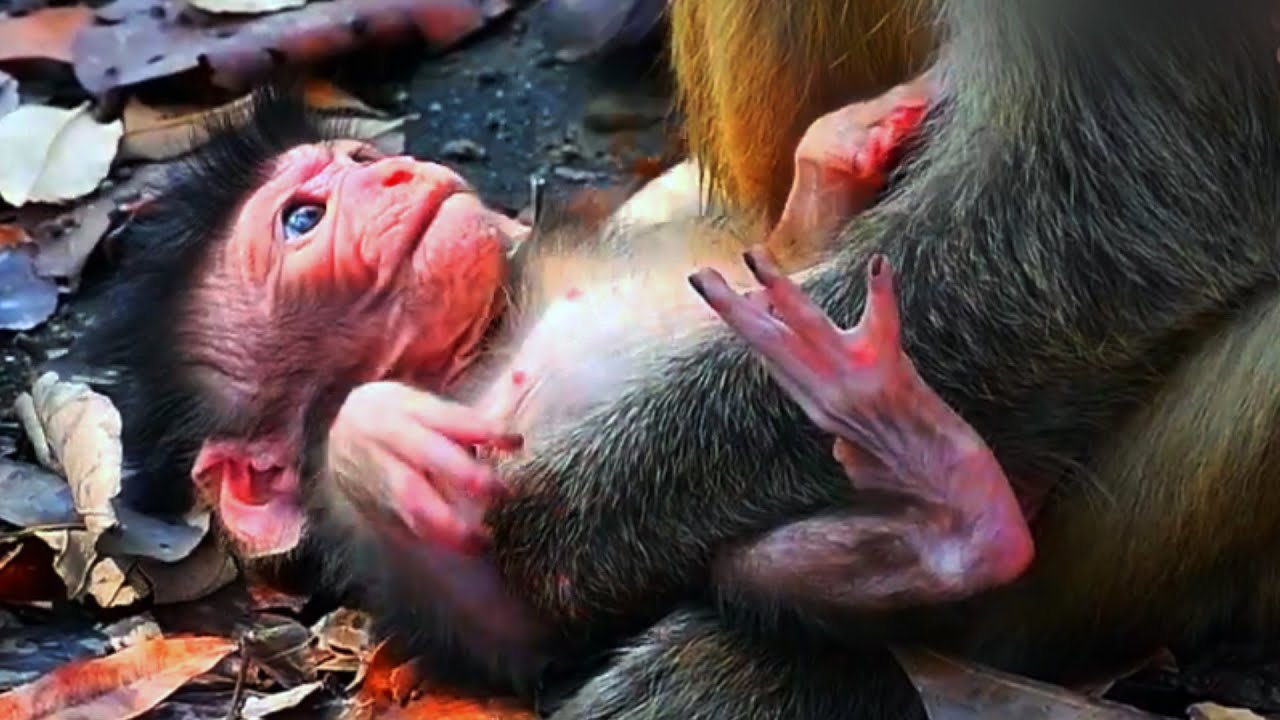 Very Nice, Adorable Newborn Baby Monkey Moments With Mommy Wildlife