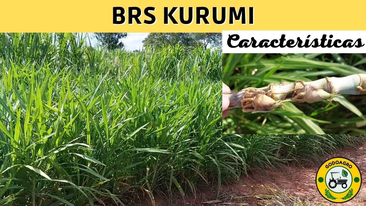 BRS KURUMI - Mostrando suas características