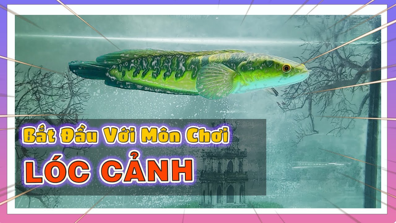 Uống Cafe Tâm Sự Xong Bắt Đầu Vào Tham Quan Khu Dưỡng Cá Của Chắn Nam Channa Fish | Nam Ngô
