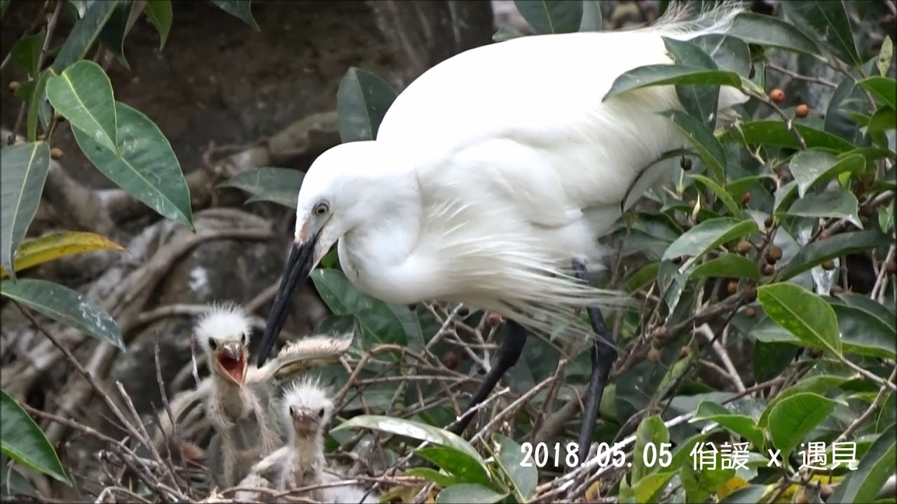 驚艷 從 30'秒處開始 (遇見。白鷺育雛)-大安森林公園