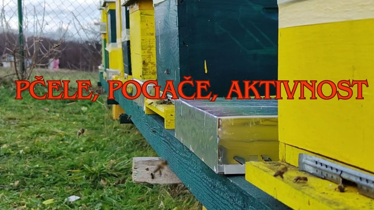 Pčele, pogače, aktivnost #pčele