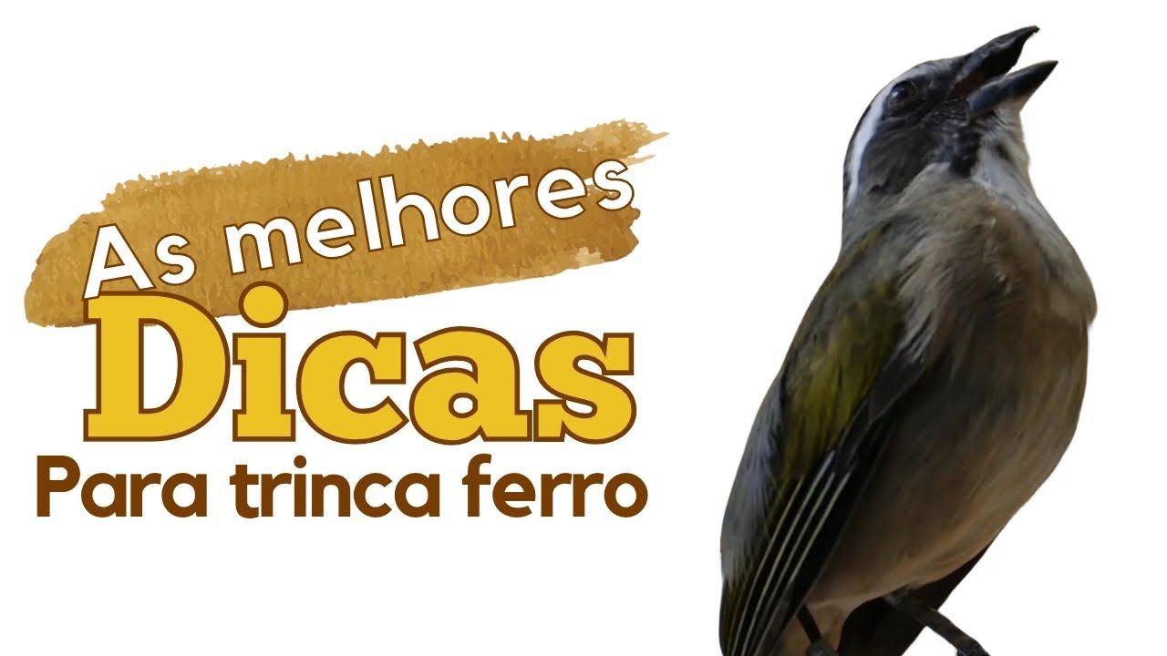 4 DICAS PARA VOC&Ecirc; QUE &Eacute; INICIANTE NA CRIA&Ccedil;&Atilde;O DE TRINCA-FERRO SIGA ESSE MANEJO