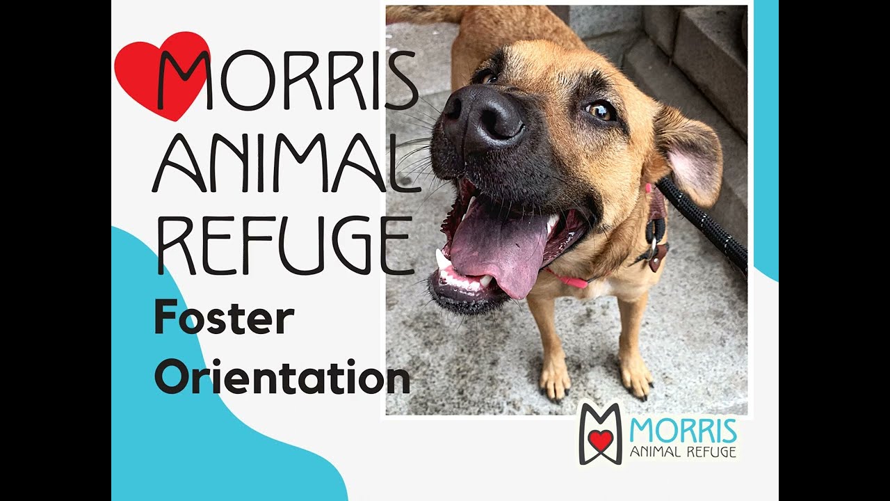 Morris Animal Refuge Foster Orientation