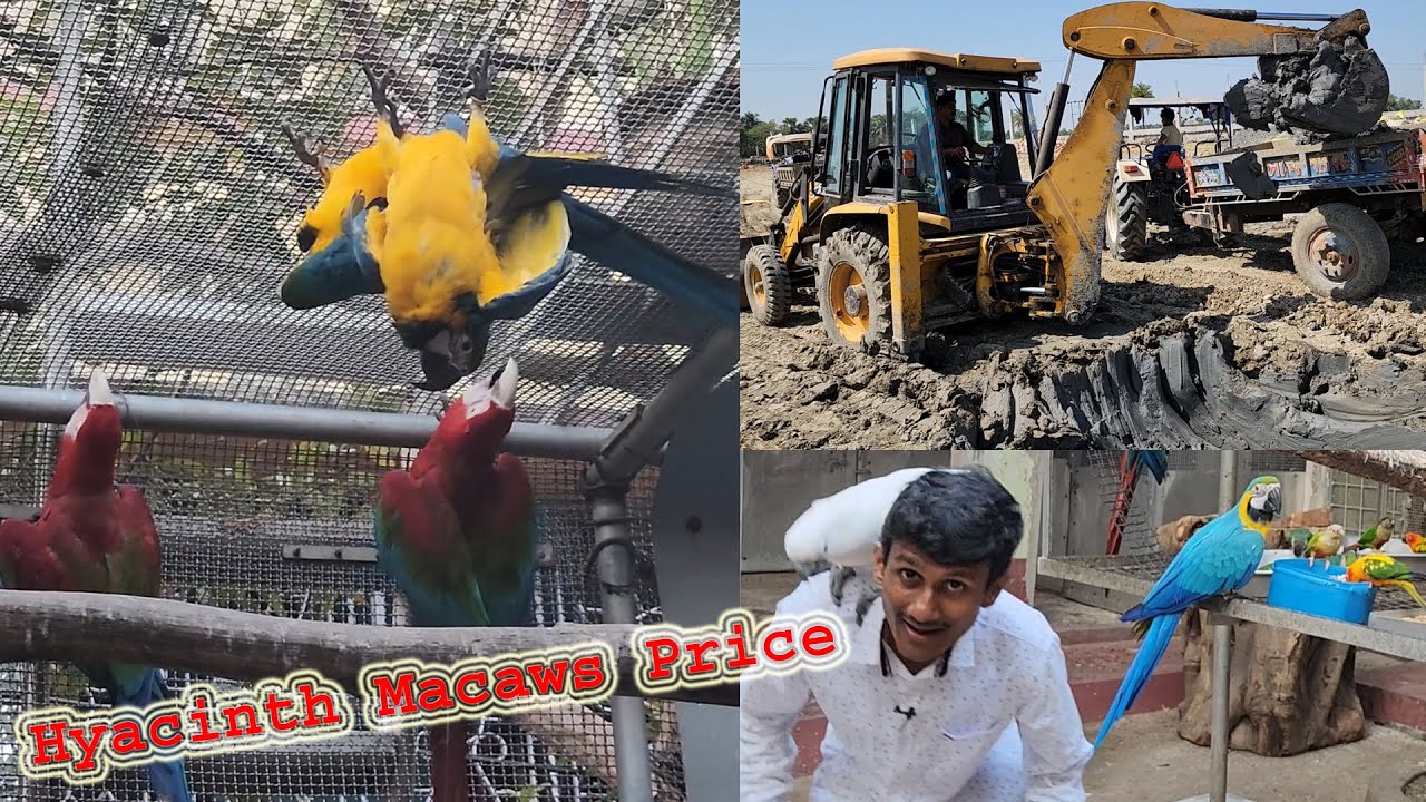 Hyacinth Macaws Price / Largest Bird Farm Update.