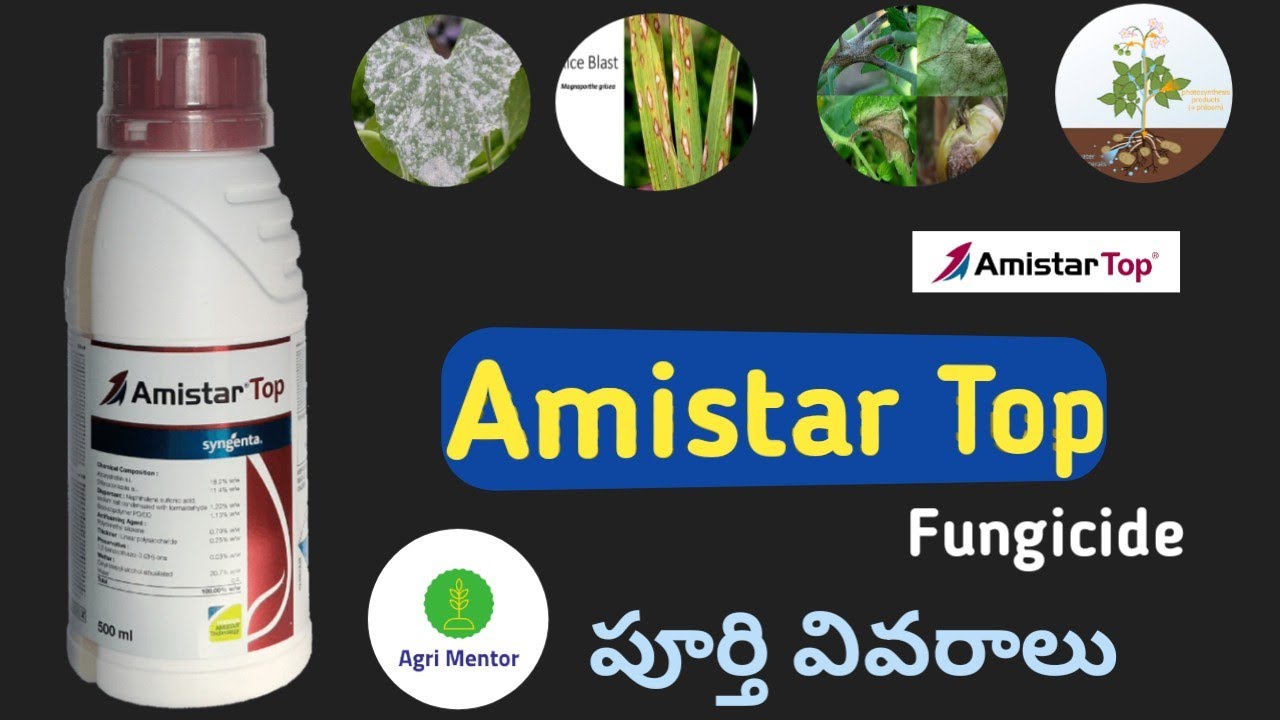 Amistar Top syngenta fungicide telugu || Agri mentor