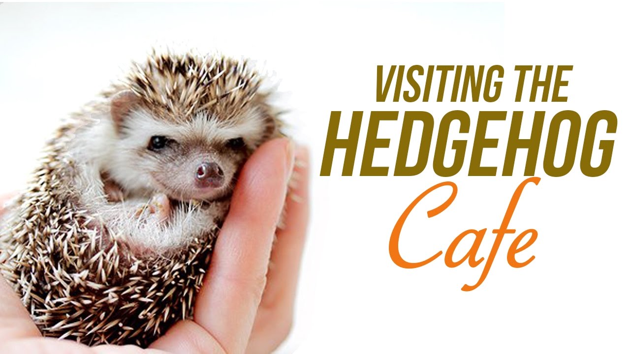 Japan's Newest Animal Cafe! The Hedgehog Cafe