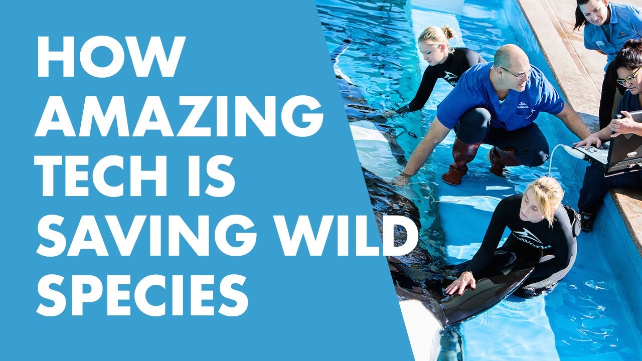 SeaWorld Is Working to Protect Wild Animals
