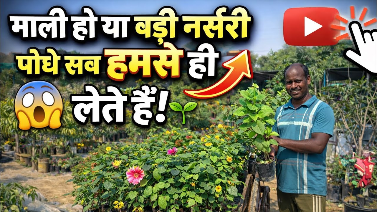 माली हो या बड़ी नर्सरी पौधे सब हमसे ही लेते हैं, Nursery और Mali दोनों यहीं से Plants लेते हैं