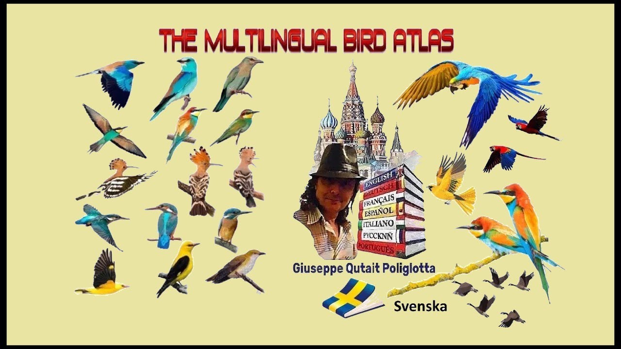 Aquila arpia, aquila codacuneata, aquila coronata africana, aquila dal ciuffo di Wallace