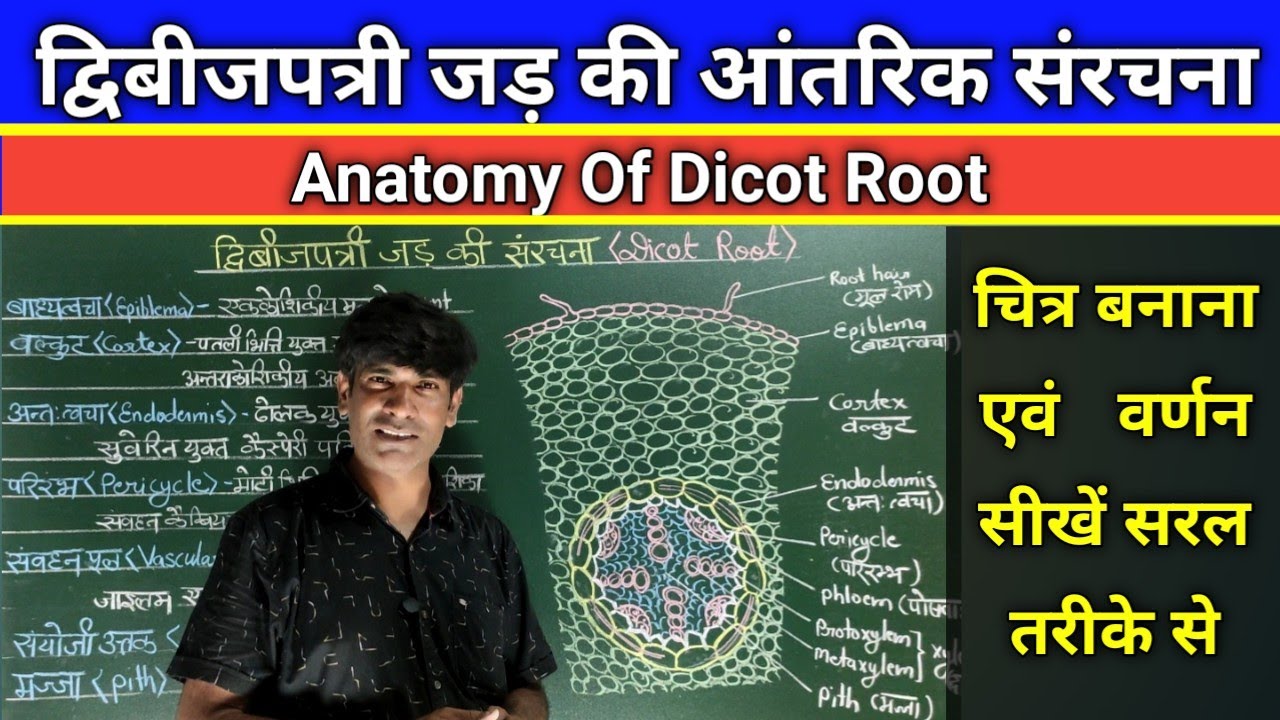द्विबीजपत्री जड़ की आंतरिक संरचना, Anatomy of Dicot Root