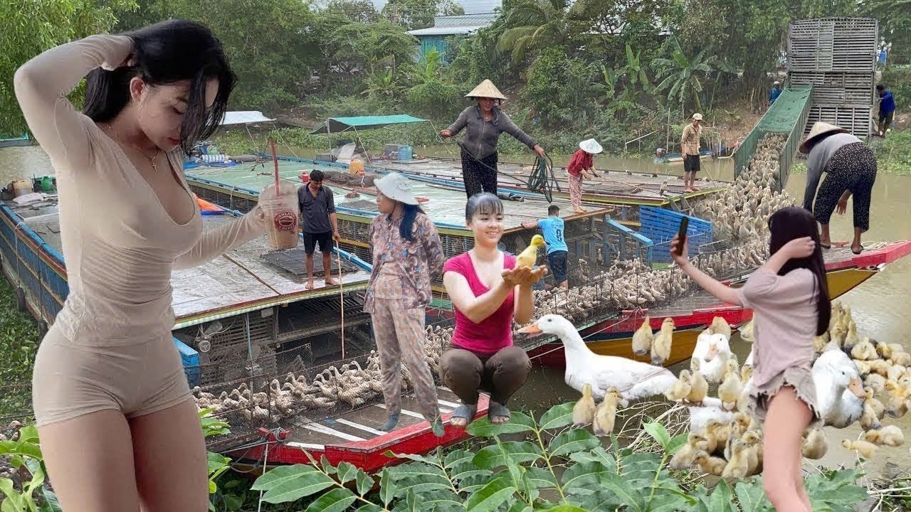 Full Video: No Turning Back—Thousands of Ducks Move from Boats to Trucks in a Giant Migration