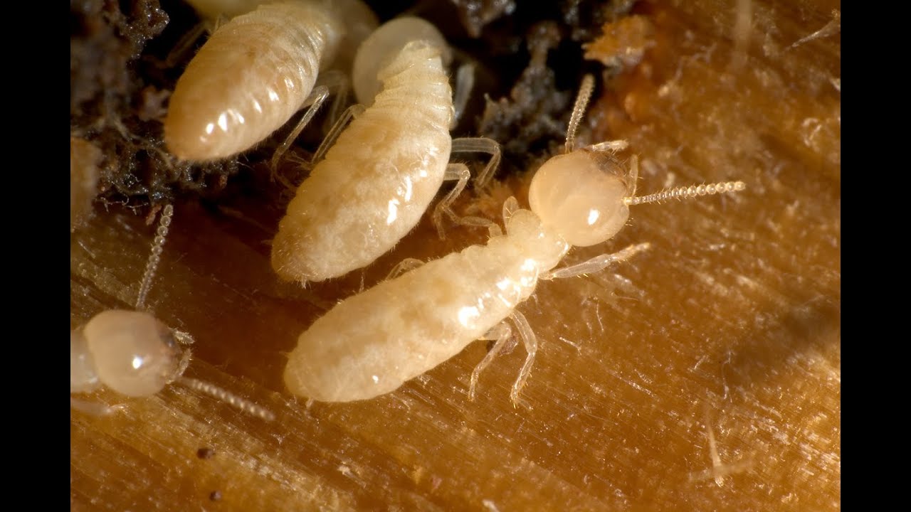 Effective Termite Control Toms River Sentricon Standalone Termite Solution