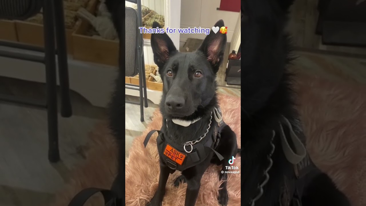 Service dog compilation (35min) #servicedog 