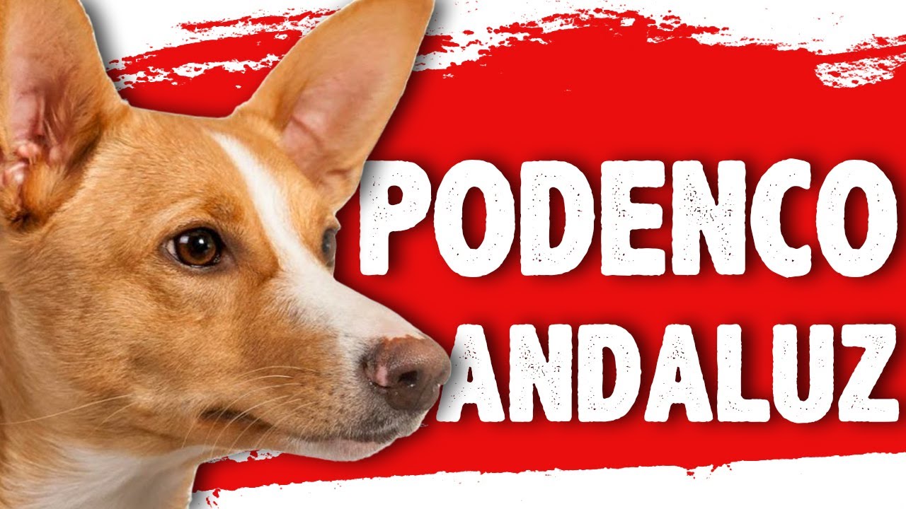 PODENCO ANDALUZ 🐶🇪🇸 El TESORO de ANDALUCÍA que DEBES CONOCER
