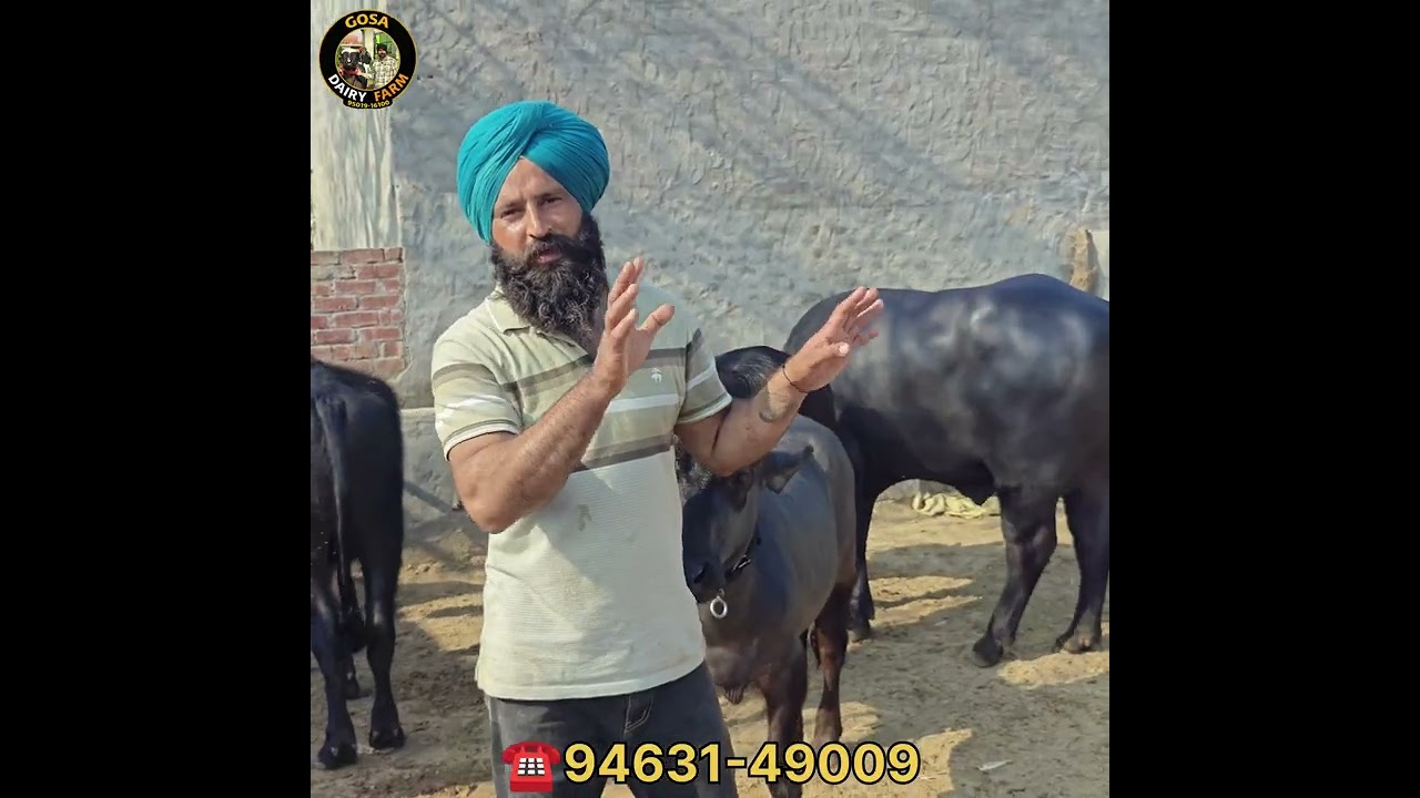 2 ਕੱਟੀਆ ਵਿਕਾਊ 