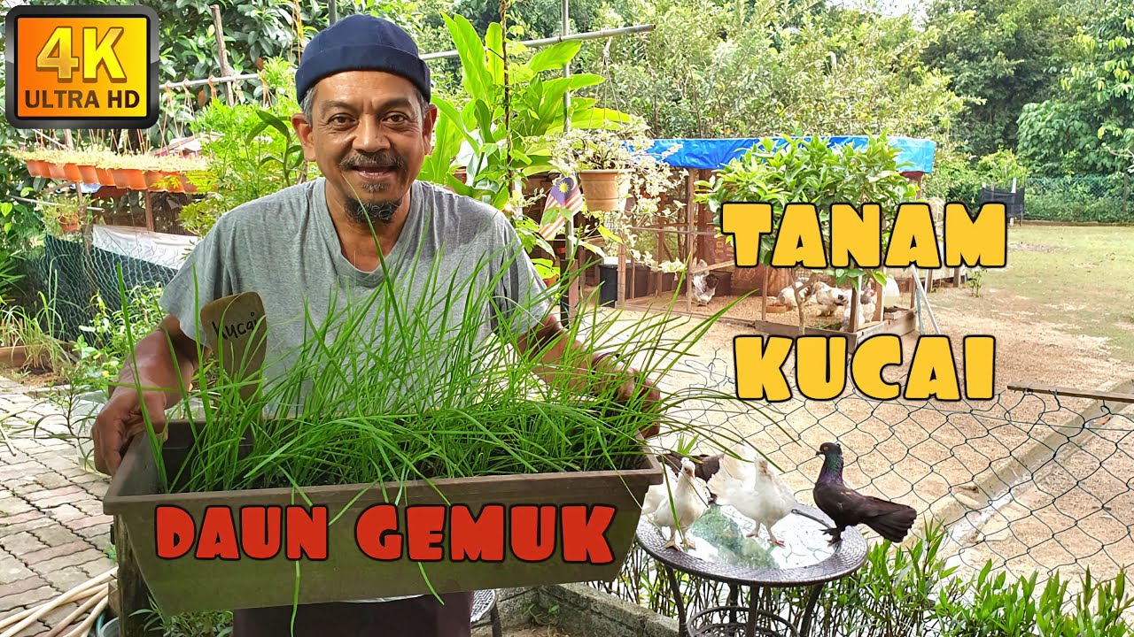 ✅ TANAM KUCAI || TANAM SEKALI, TUAI BERKALI-KALI