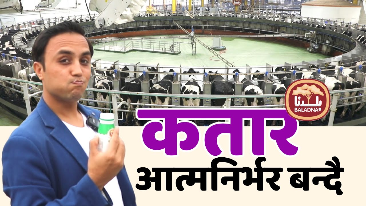 २०१७ को लकडाउनको प्रभाव: कतार दुग्ध पदार्थमा पूर्ण आत्मनिर्भर बन्यो । Report on Baladna QATAR