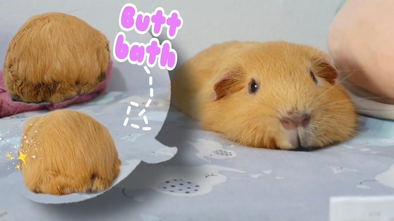 Puffy take a butt bath - hughug a guinea pig
