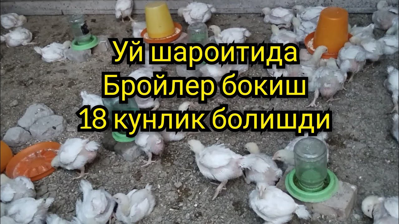 uy sharoitida broyler boqish 2- video 8 kunlik yemi va malumotlar Broiler feeding at home 2nd video