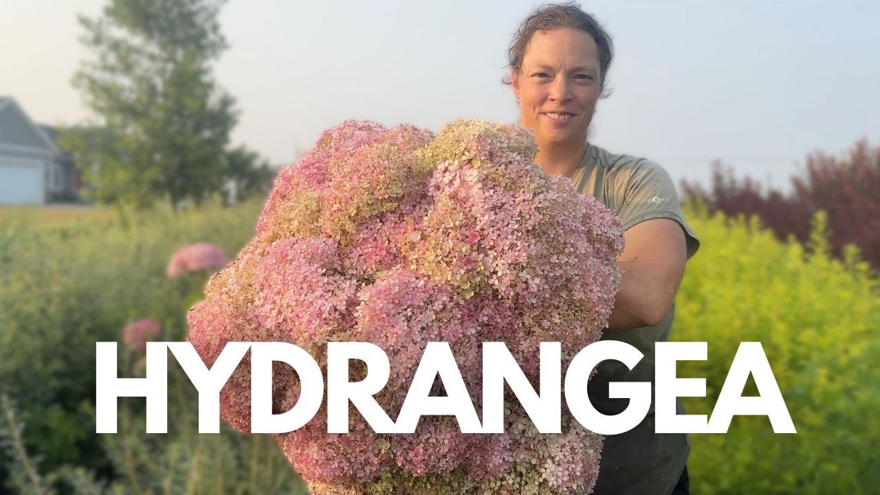 Learn How to Grow Hydrangeas-The Ultimate Wedding Flower