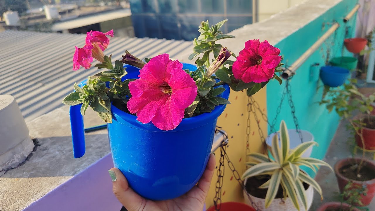 Gardening करने के क्या फायदे हैं🤗🤔