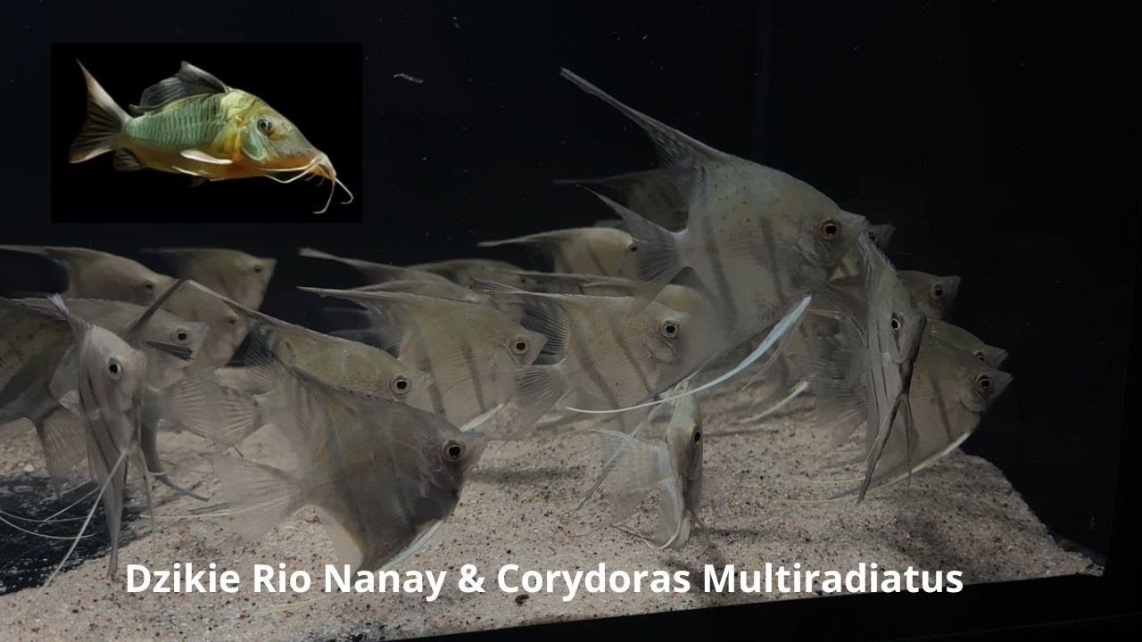 Dzikie Rio Nanay & Corydoras Multiradiatus