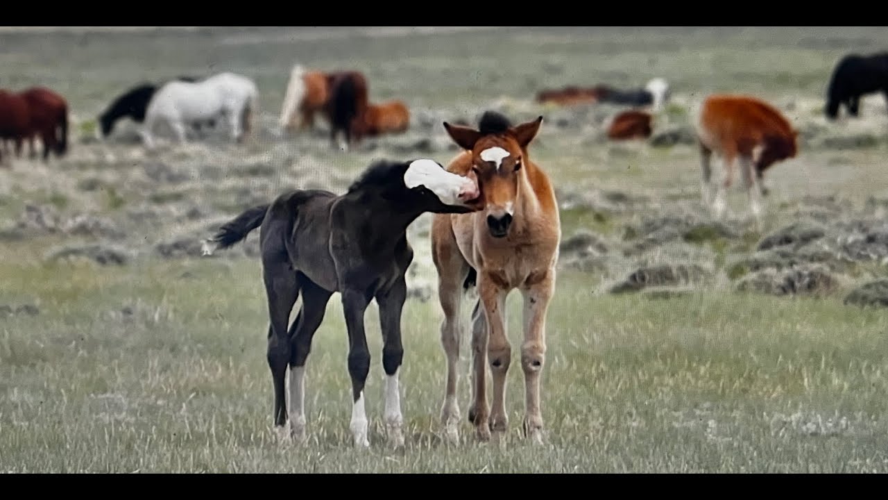 WILD HORSES OF AMERICA S2 E27 Salt Wells Creek Last Day in Wyoming by Karen King