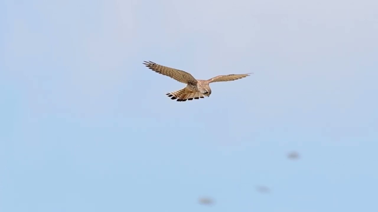 餌場でホバリングする♂＆♀💕
