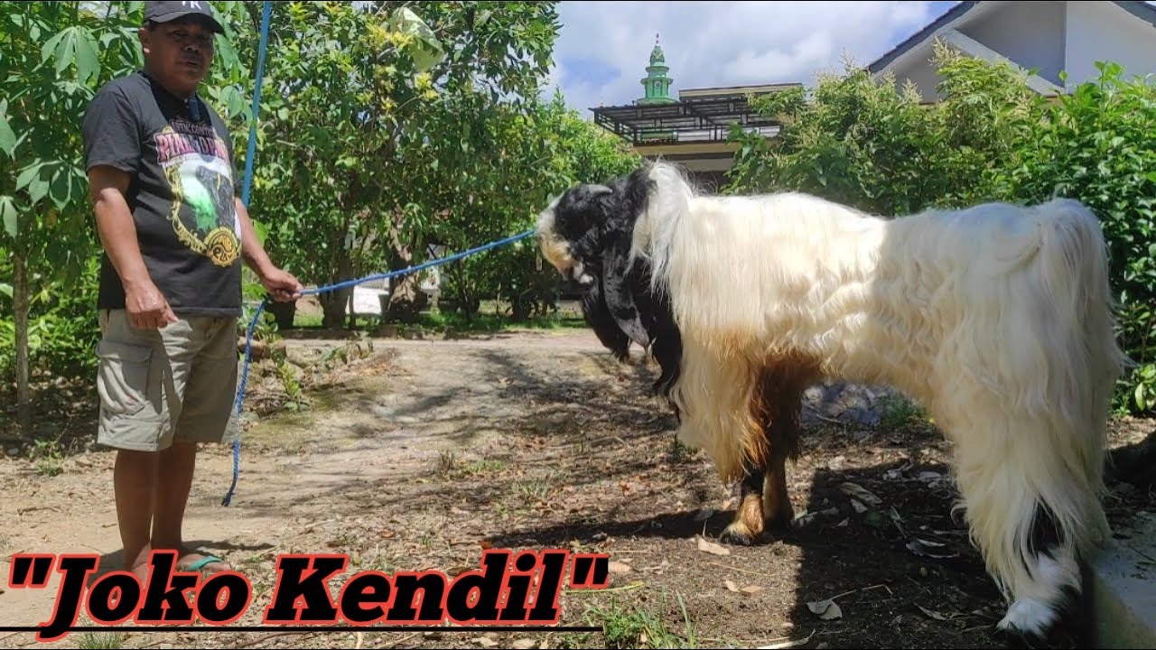 400 JUTA!! JOKO KENDIL BIN ANGGORA