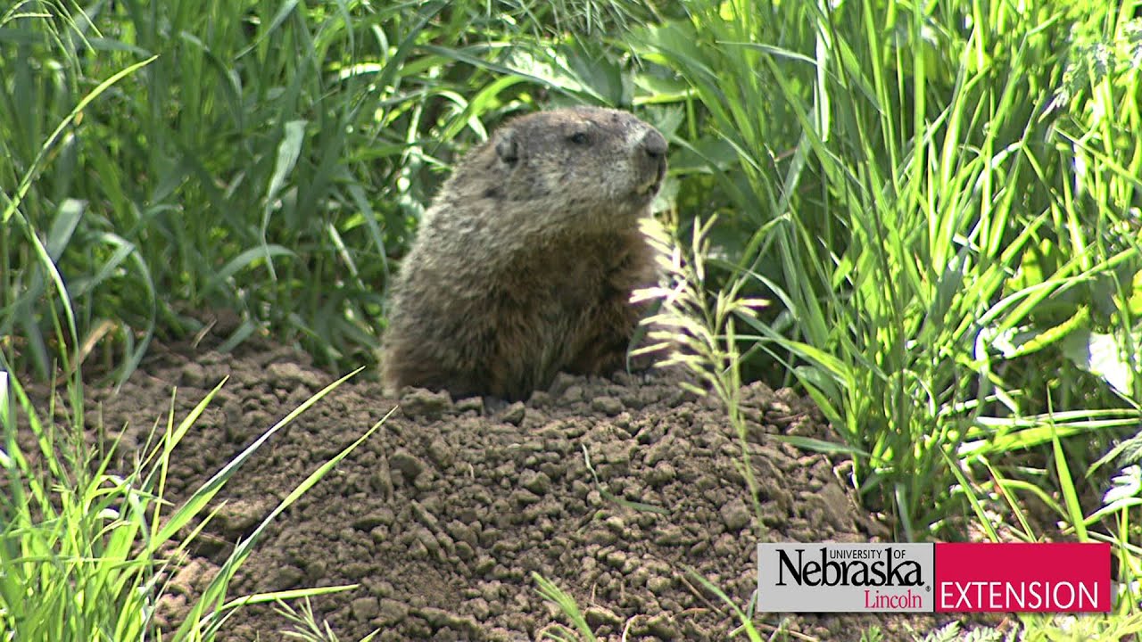Controlling Woodchucks/Groundhogs