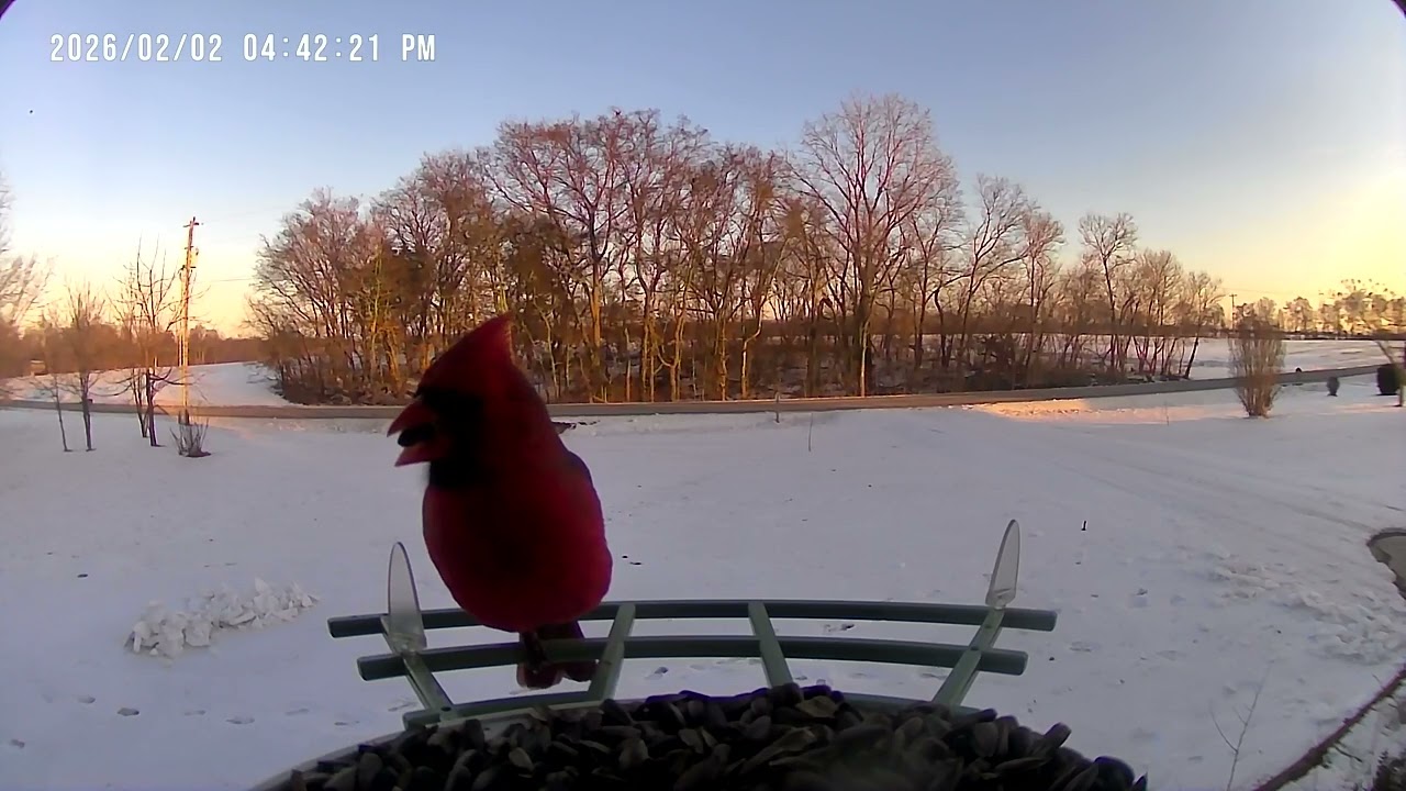 Sunset with a Cardinal. 