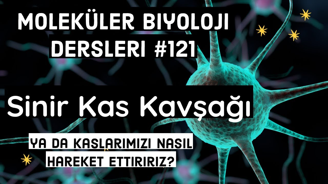 Sinir - Kas Kavşağı | Neuromuscular junction | kaslarımızı nasıl hareket ettiririz