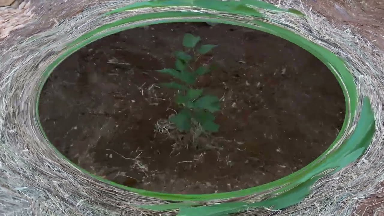 Ellen White Ağaç Dikim Metodu (Ellen White Planting Method)