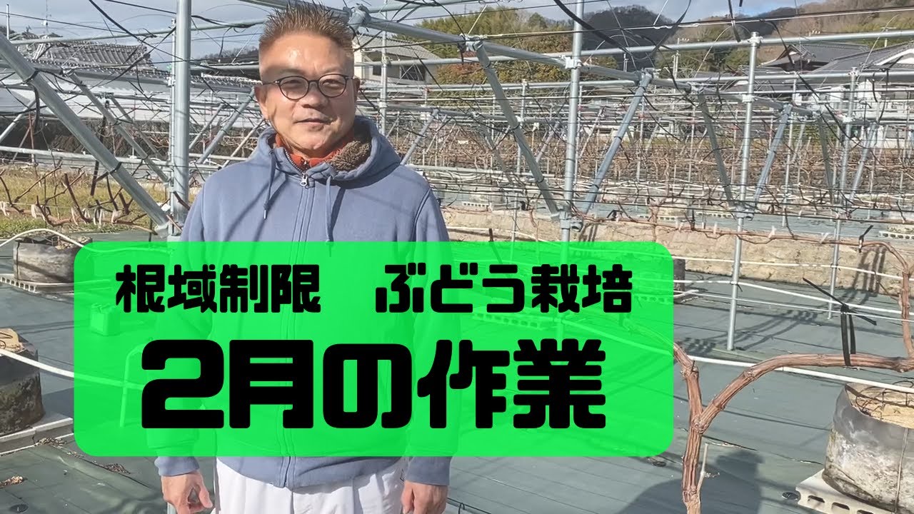 ブドウの育て方　根域制限、毎年2月の作業　シャインマスカット・ナガノパープル  ルートラップポットなら、家庭菜園でも商業栽培でもブドウを上手に作れます。