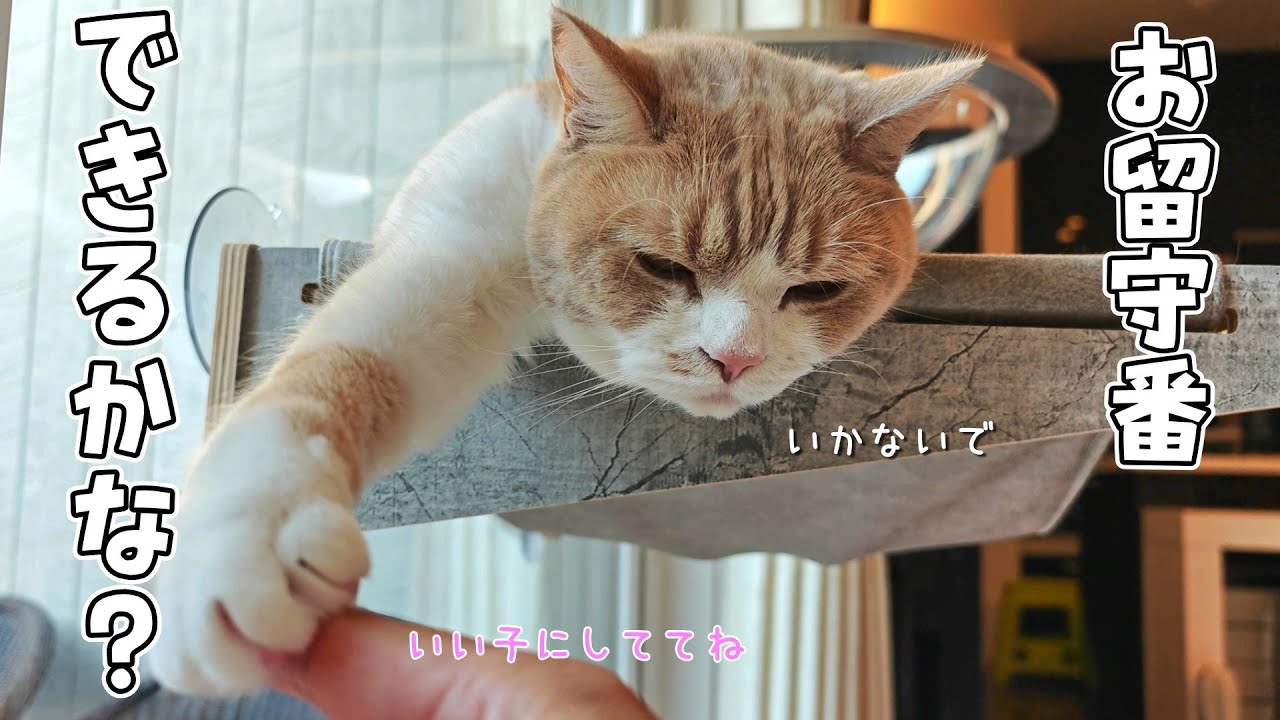 寂しがるかと思ったら留守番を満喫してた猫が可愛すぎた