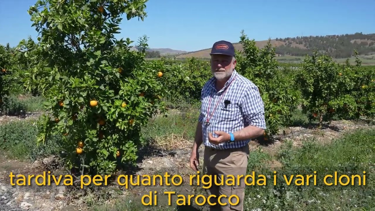 Annata 2023/2024 - Agronomo Dott. Salvatore Leocata - OP Esperidio