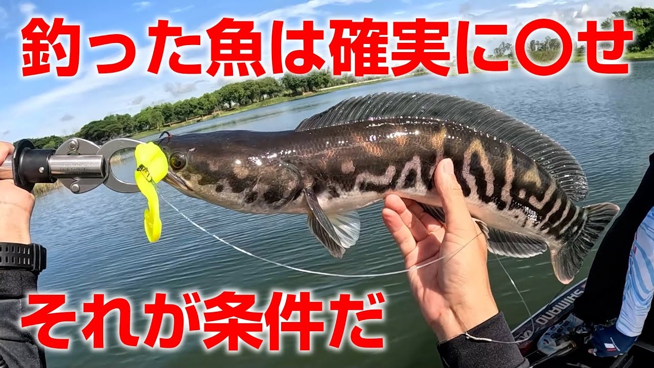 繁殖しすぎて野生化したチャドー（トーマン）を釣って〇してくれと言われたので… in タイランド  2023年7月 #1